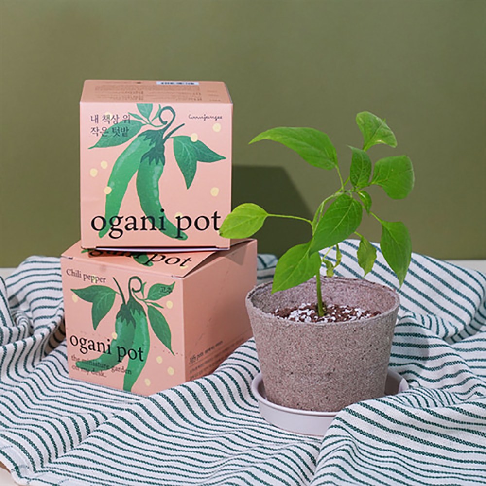 자연으로 돌아가는 오가니팟 5종 택1 미니화분 식물 키우기 키트 기르기 3,800원