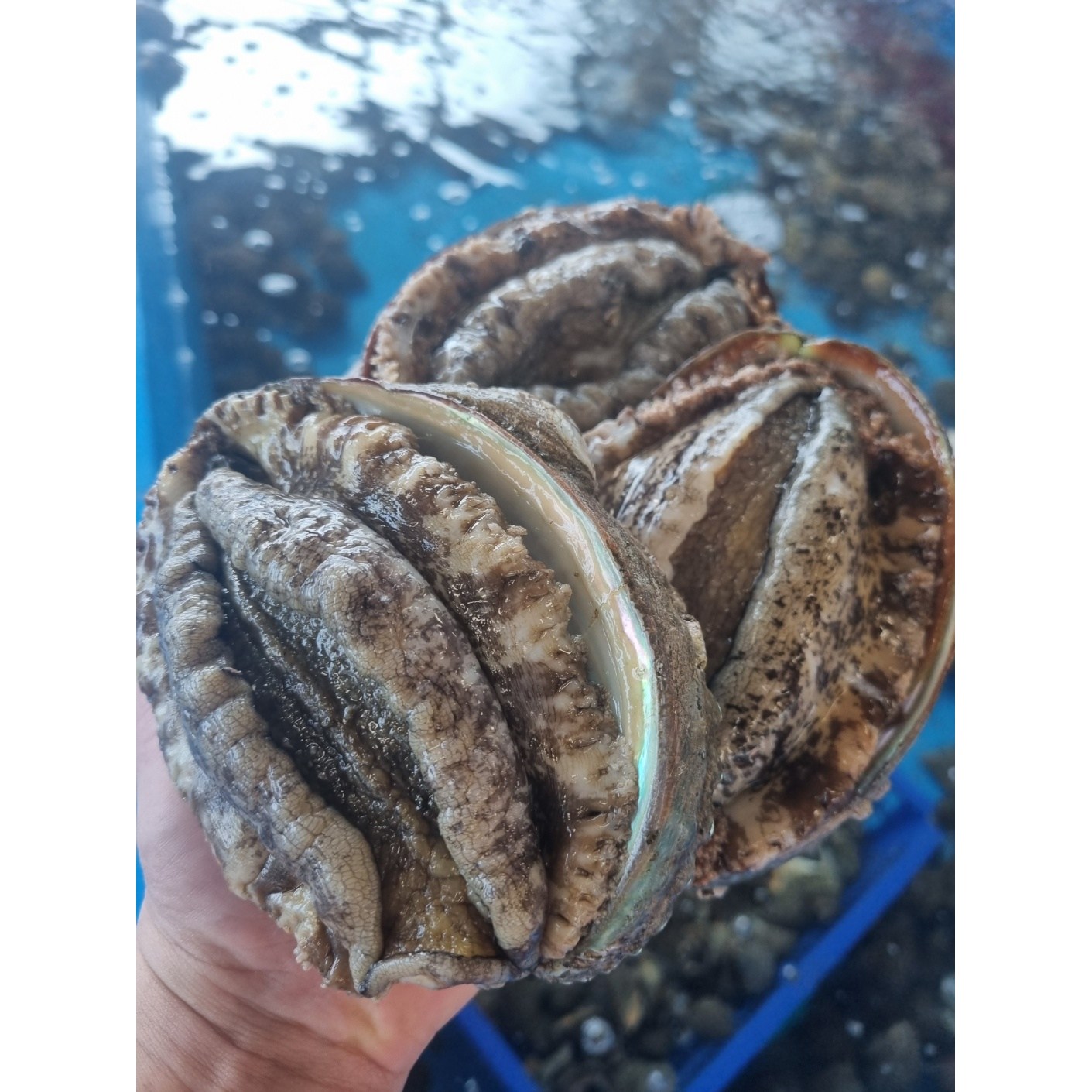 안면도 자연산 생물 전복 활전복 왕특대 1kg 산지직송,산소포장 58,000원