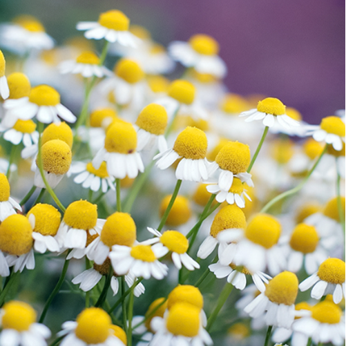 캐모마일 Chamomile 4종 씨앗 1000립 대포장 선택 25,000원