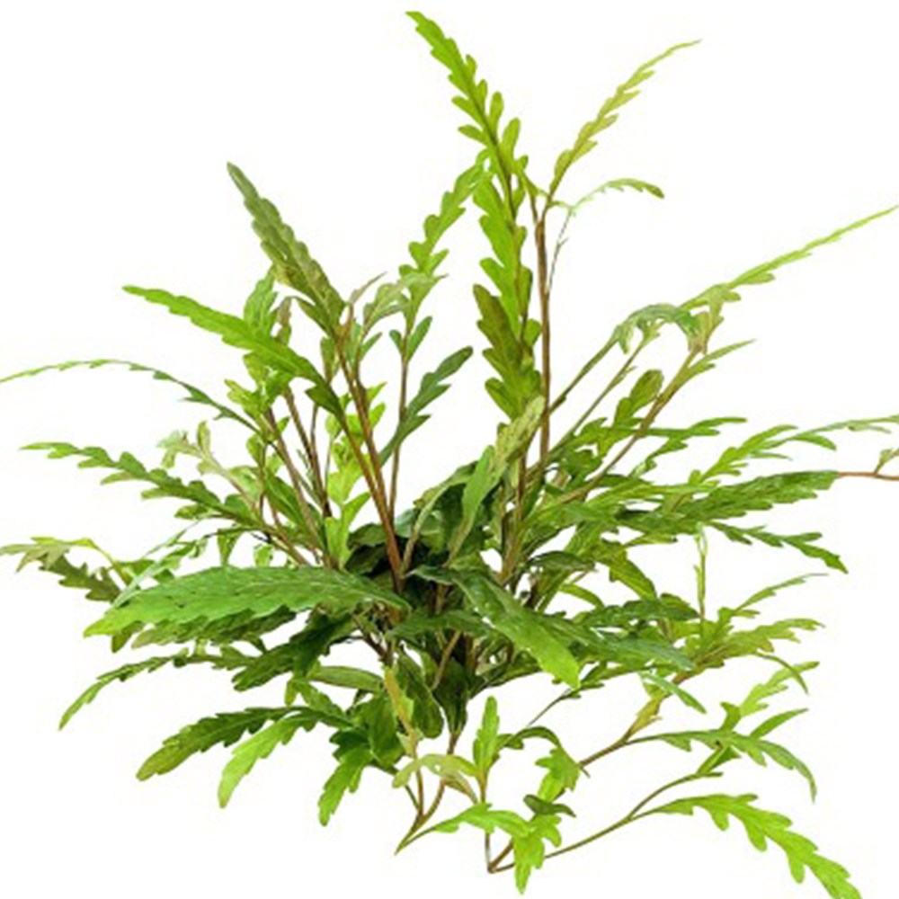 [수초대장] 하이그로필라 피나디피다 (5촉) 중후경수초 18,000원