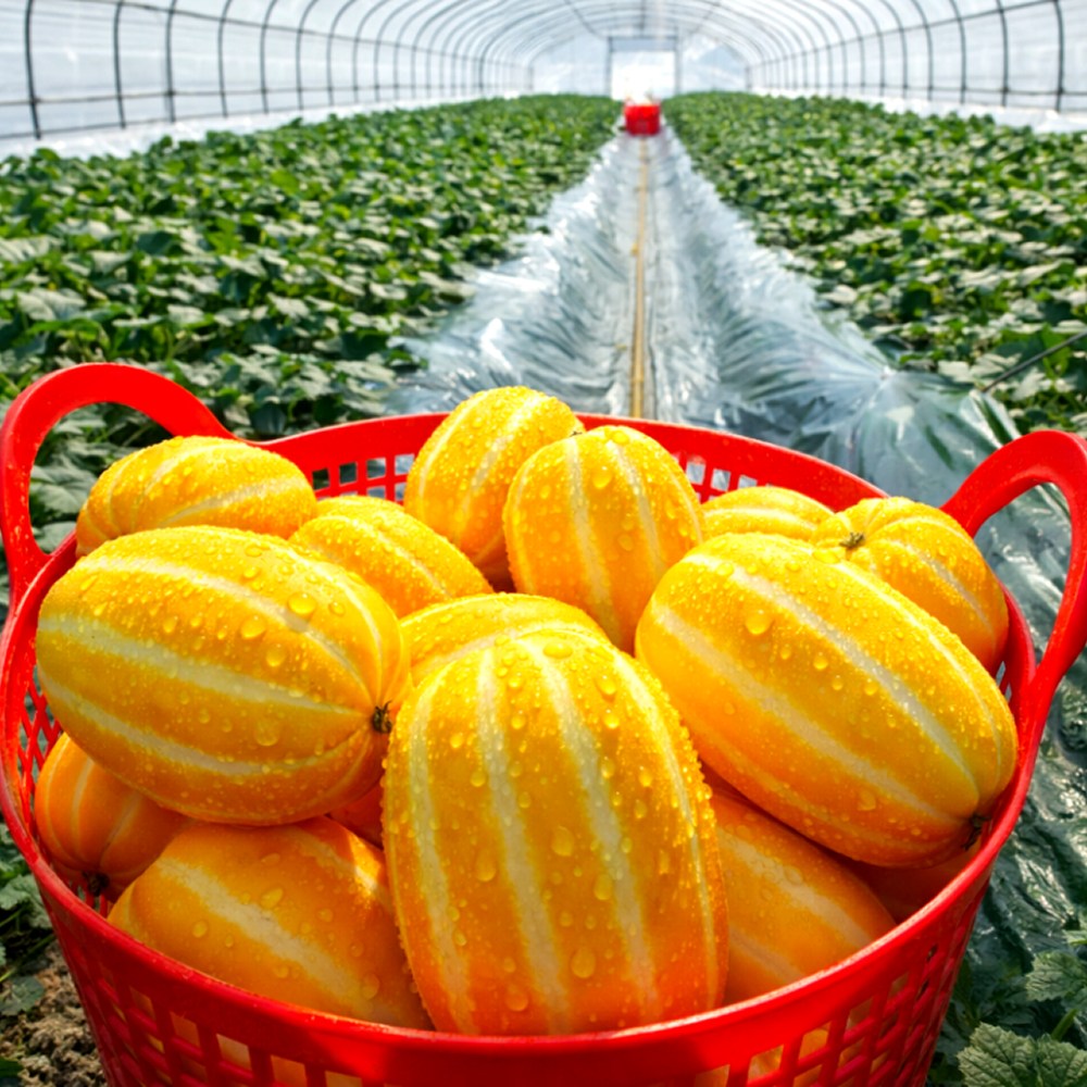 [농부특가] 고당도 아삭달콤 성주참외 24,900원