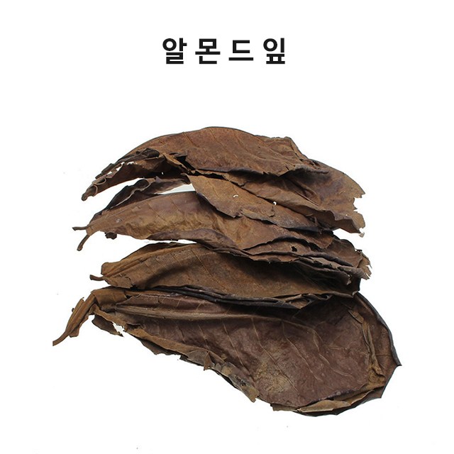 고운물 네츄럴 알몬드잎 5장 (새우가재 베타어항) 3,400원