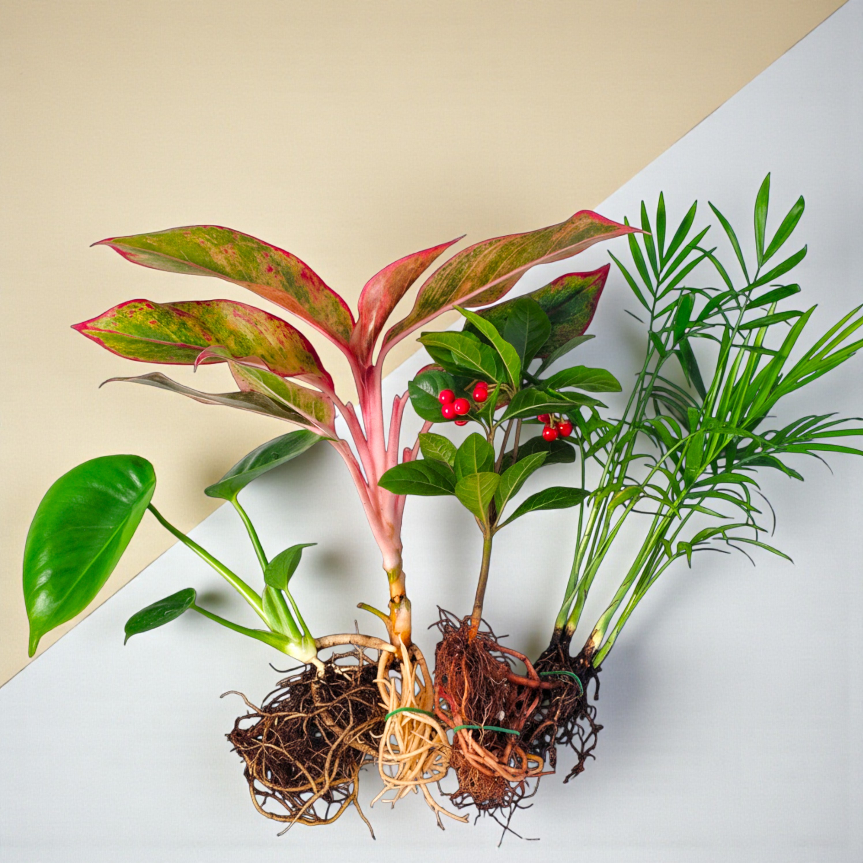 수경식물 4종 세트 공기정화 몬스테라 테이블야자 천냥금 오로라 아글라오네마 실내 인테리어, 1개 23,900원