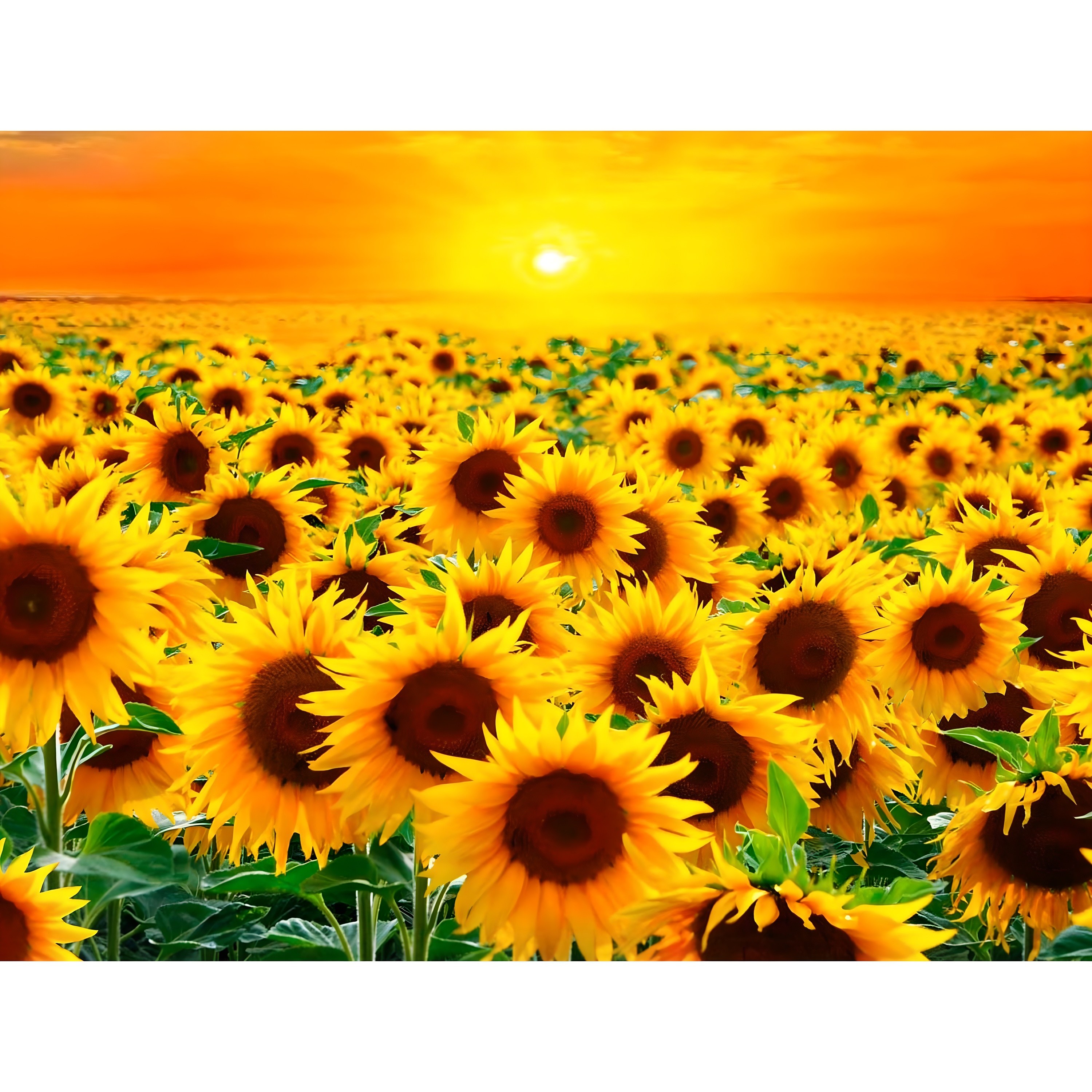 지산 보석십자수 캔버스형 50 x 40 cm, DIY 세 트 15,150원