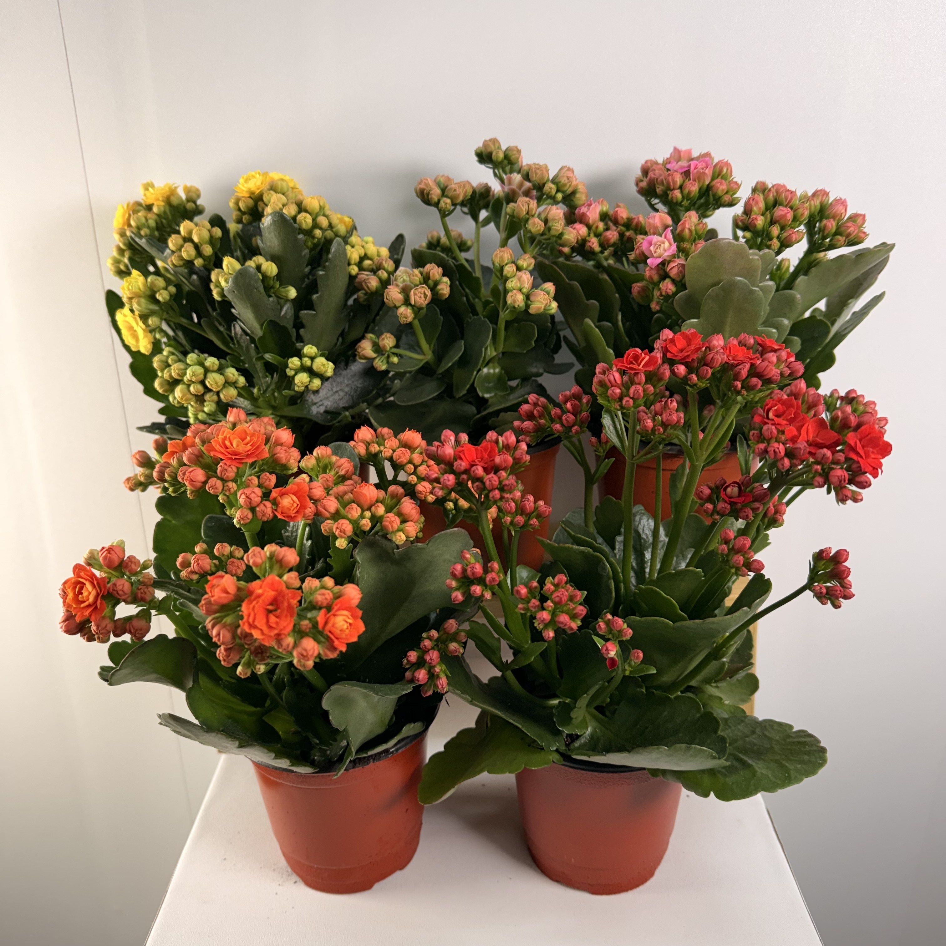 윤스가든 가랑코에 카랑코에 칼란디바 퀸로즈 사계절피는꽃 다육식물 꽃모종 공기정화식물 실내화초 반려식물 소형, 2.칼란디바_퀸로즈_식물만_색상랜덤, 5개 24,900원