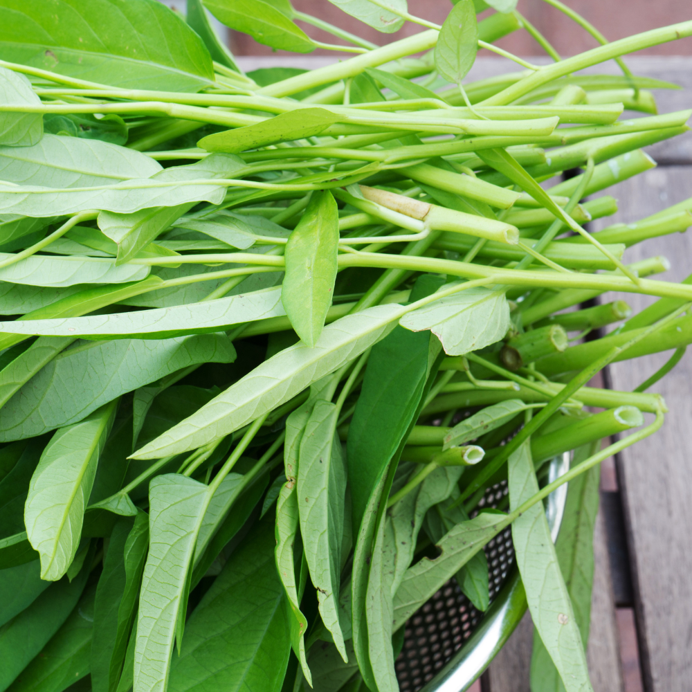 공심채 모닝글로리 나물 베트남채소 쌈채소 생공심채 볶음용 국내산 당일수확 41,800원