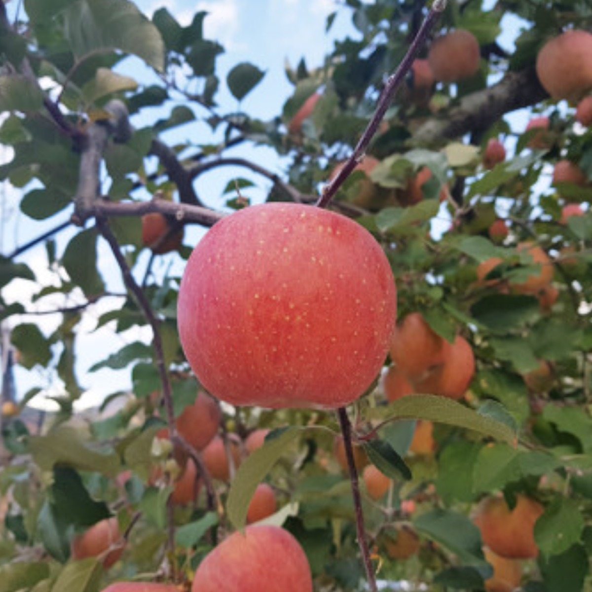 햇빛농원 밀양얼음골사과 햇부사 산지직송, 5kg 13-15과 (중대과), 1박스 56,900원