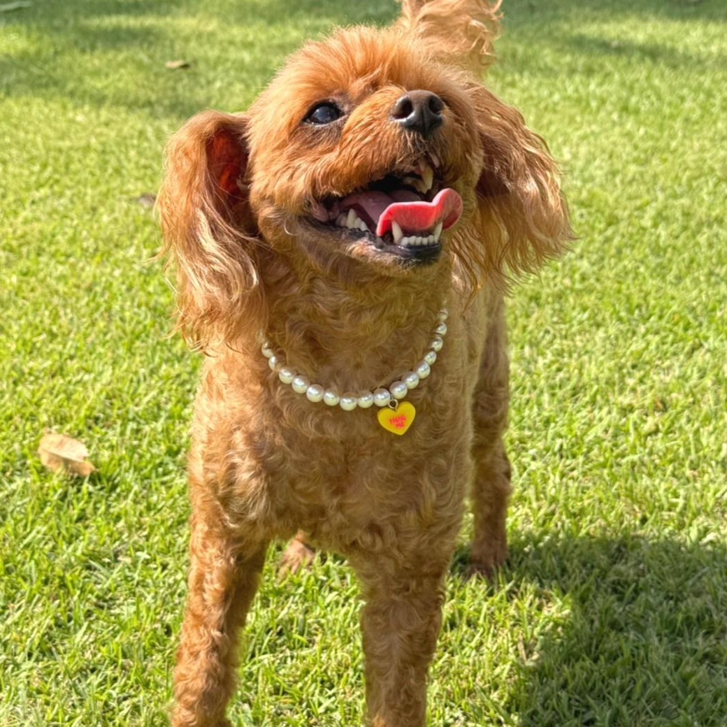 강아지 고양이 진주목걸이 반려견 애완견 목걸이 줄 하트목걸이 19,300원