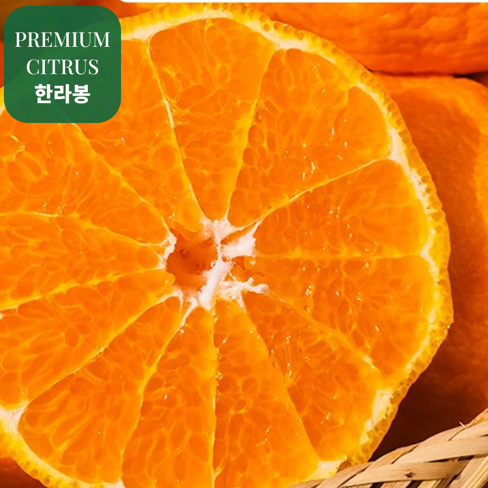 제주 고당도 못난이 가정용 한라봉 28,900원