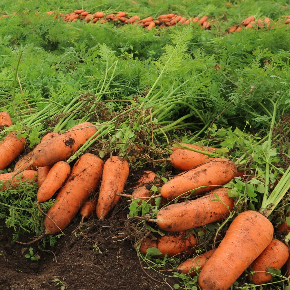 특품 맛있고 신선한 국내산 제철 햇당근 10kg 산지직송 흙당근, 1박스, 당근10kg(특) 32,800원