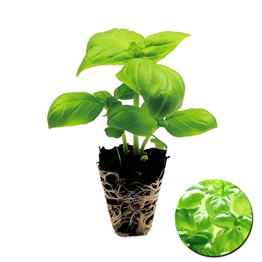 파머시카 바질 모종 식용 스위트바질 9,000원