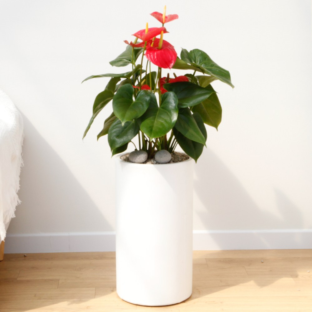 드셀플라워 금전수 돈나무 개업 화분 집들이 선물 승진 사무실 이전 병원 개원 식당 개업식 축하 화분 배달 당일배송 31.중형_안스리움 흰색원형 경량화분 75,000원