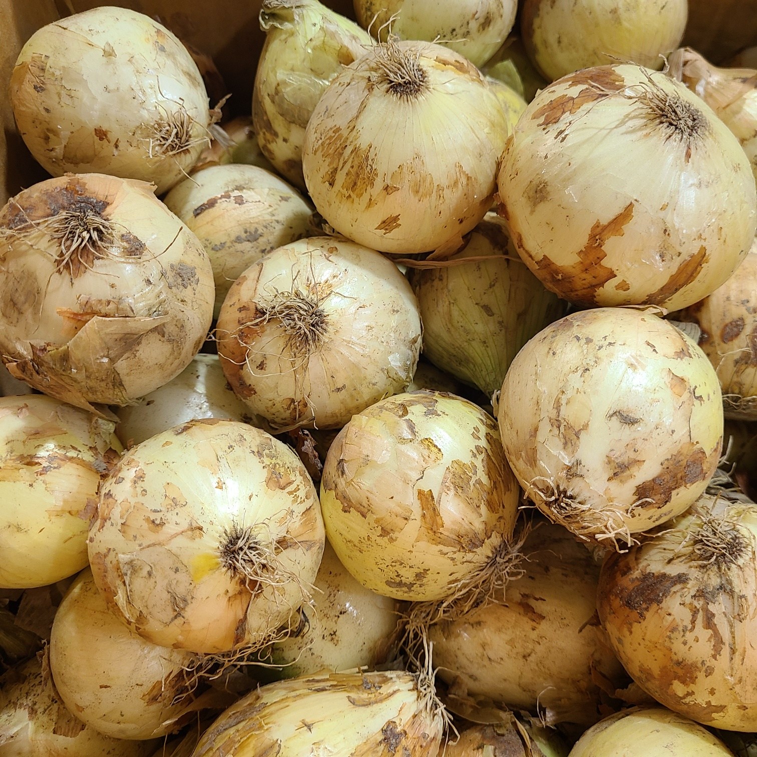 26년 국내산 햇양파 양파 최상품, 1박스, 5kg 12,350원