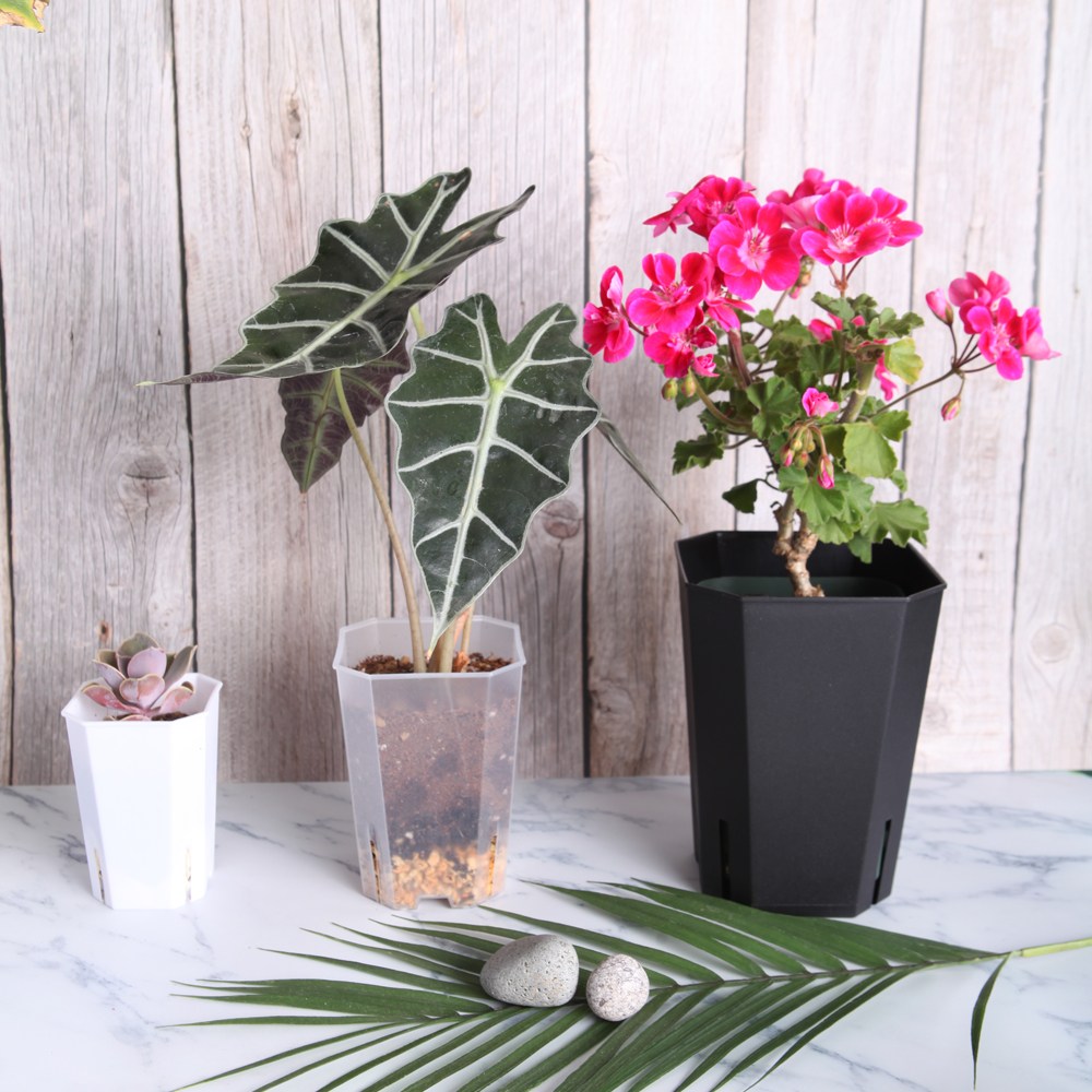 세경팜 팔각 롱 슬릿화분 삽목 플라스틱 화분 8,000원