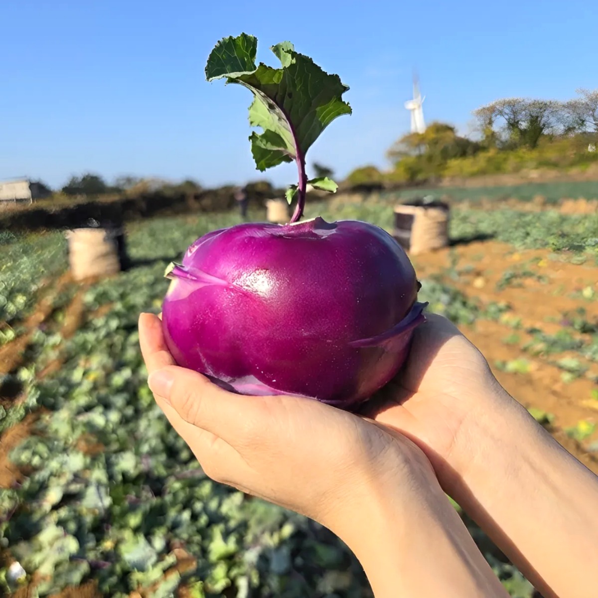 [제주직송] 고당도 100% 제주 콜라비 로얄과 특품, 10kg, 1박스 32,100원