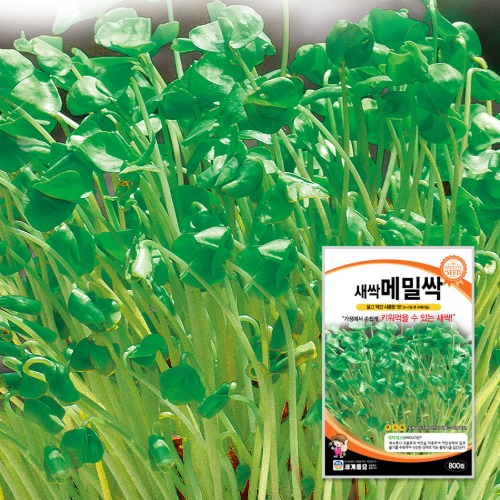 새싹 메밀싹 1kg / 새싹 씨앗 종자 텃밭키우기 채소키우기 40,000원