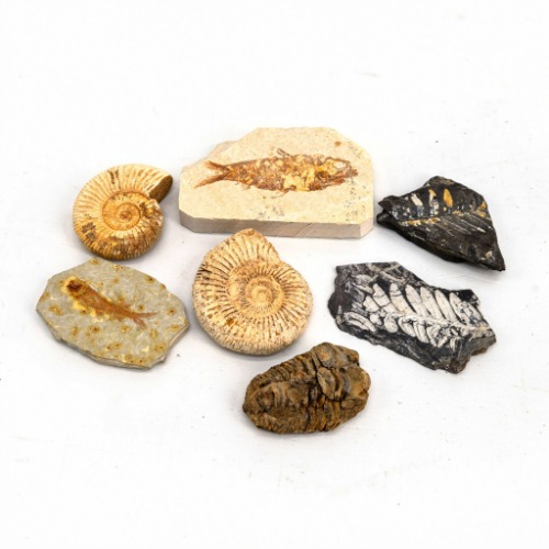 2026 개정 실물 화석 표본 38,500원