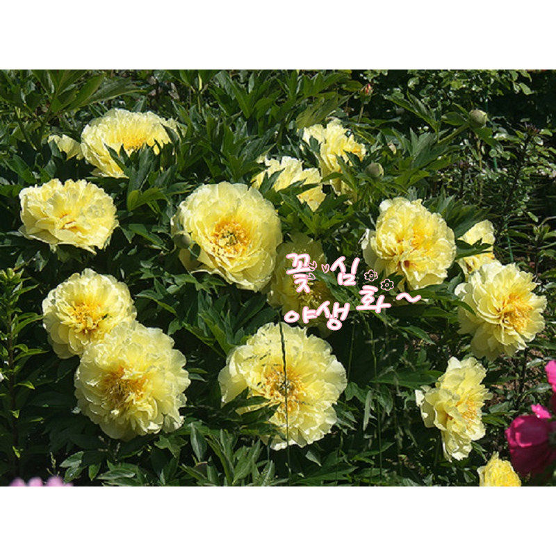꽃심야생화 작약 이토바츠젤라 노지월동 다년초 봄개화 개화주 18cm사각화분묘, 1개 46,000원