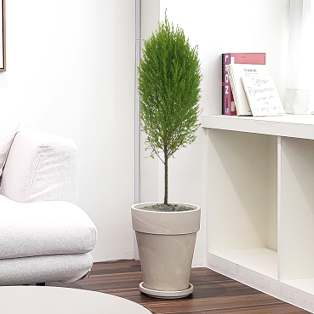 농원청년 크림토분 취임 영전 이직 승진 축하화분 실내 공기정화식물 사무실 카페 매장 공간 인테리어식물 거실화분 집들이 개업식 축하화환 여인초 금전수 뱅갈고무나무 아레카야자 행운목 93,000원