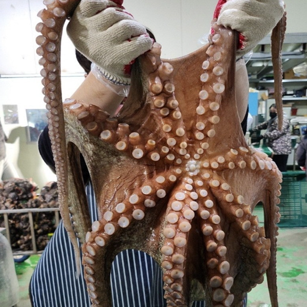 당일 직송 국내산 활 문어 1마리 3kg 특대문어 제수용 35,900원