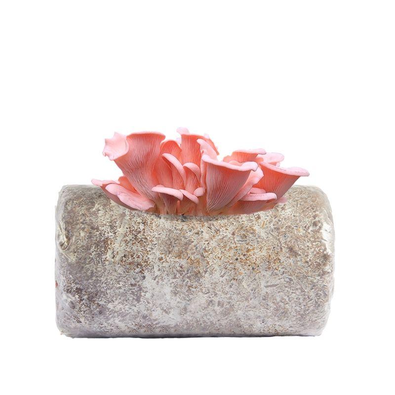 농기구 가정용 자동 무토양 버섯 식물 재배기 생태 상자 농장용 26,300원