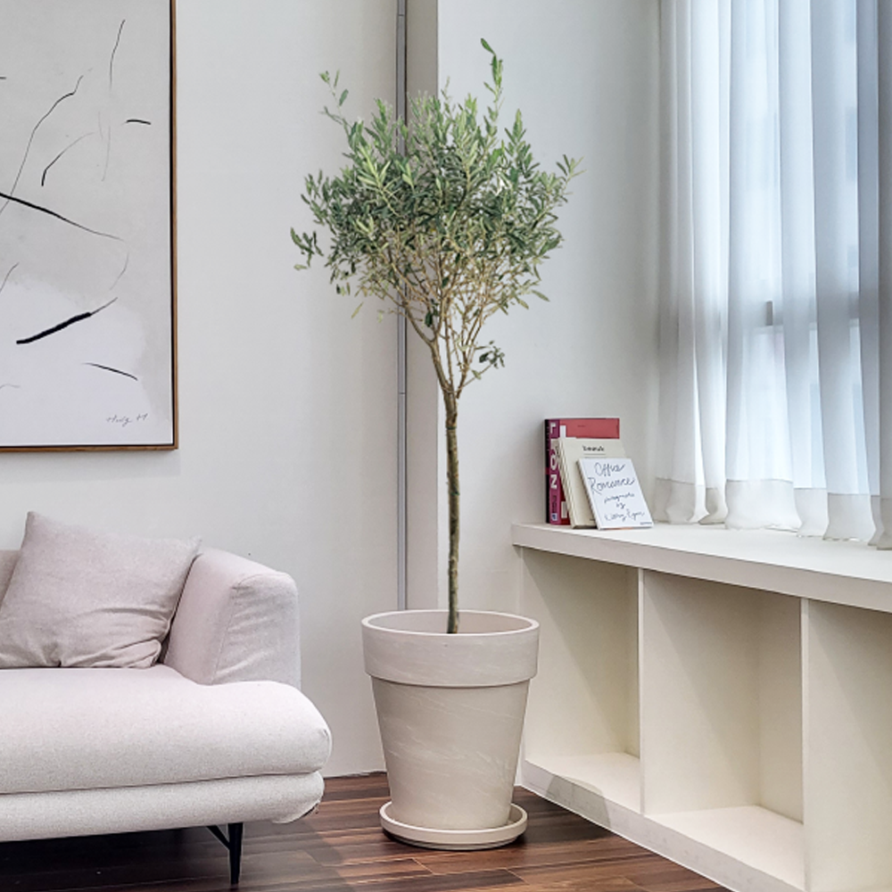 농원청년 크림토분 취임 영전 이직 승진 축하화분 실내 공기정화식물 사무실 카페 매장 공간 인테리어식물 거실화분 집들이 개업식 축하화환 여인초 금전수 뱅갈고무나무 아레카야자 행운목 349,000원