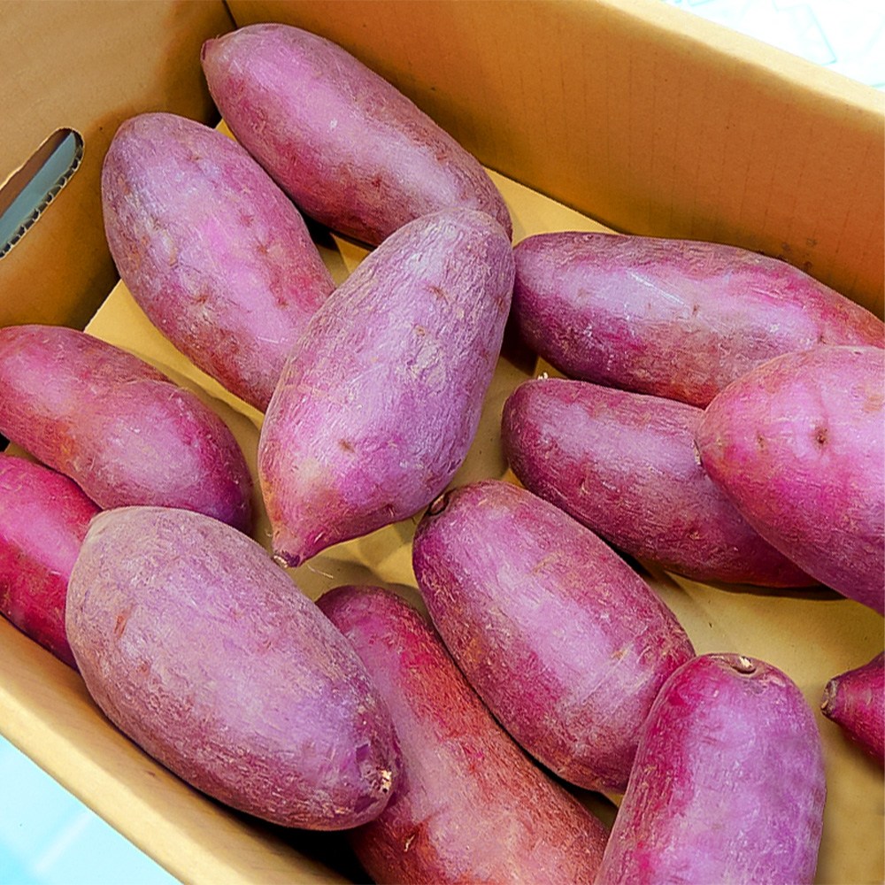 꿀고구마 고당도 애플구마 2kg 3kg 5kg 해남 세척 해나미 25,900원