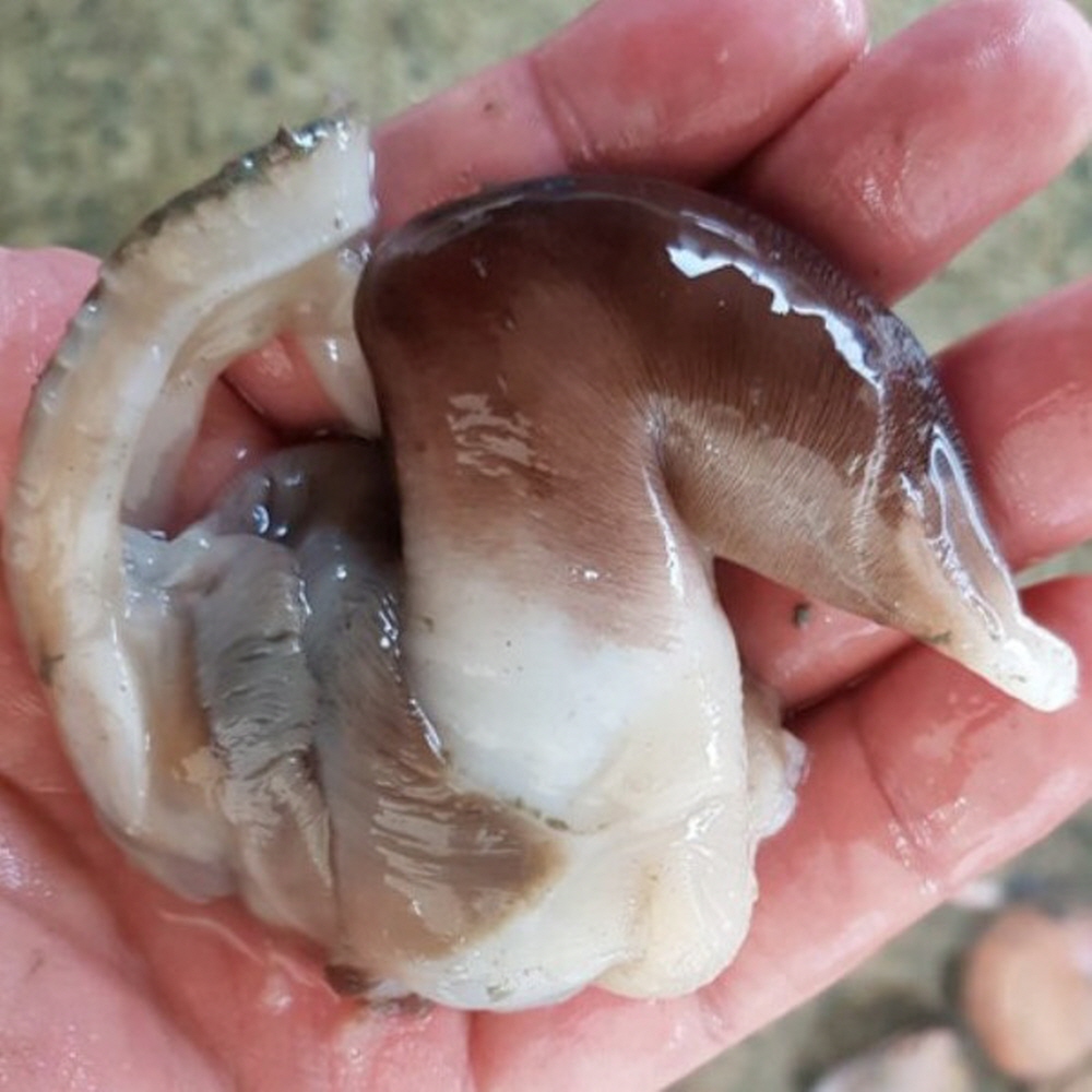 [나혼자산다] 산지직송 여수새조개 제철 시기 구이 조개 찜 탕 샤브샤브 새조개샤브샤브 새조개시세 84,900원