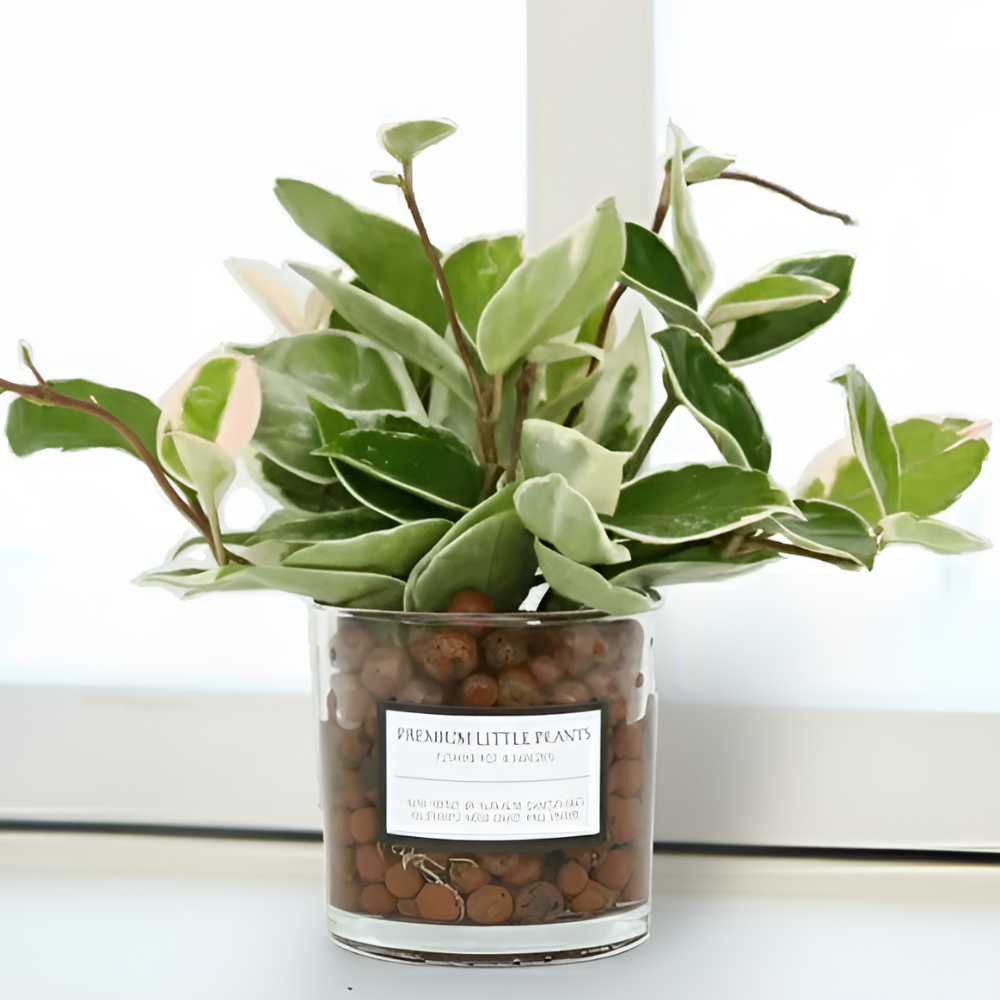 피오그린 천연 가습기 원통유리 하이드로볼 수경세트 공기정화식물 거실인테리어, 1개, 24 호야 15,900원