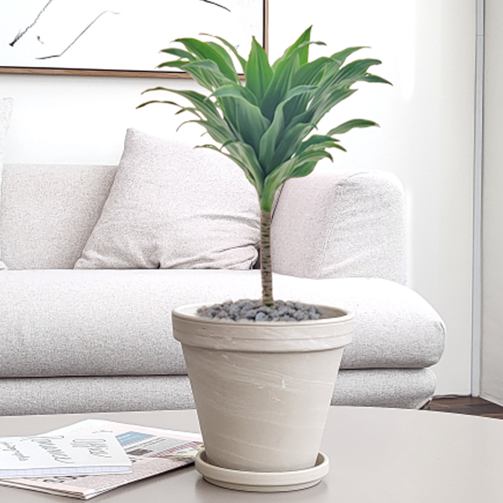 농원청년 크림토분 취임 영전 이직 승진 축하화분 실내 공기정화식물 사무실 카페 매장 공간 인테리어식물 거실화분 집들이 개업식 축하화환 여인초 금전수 뱅갈고무나무 아레카야자 행운목 56,000원