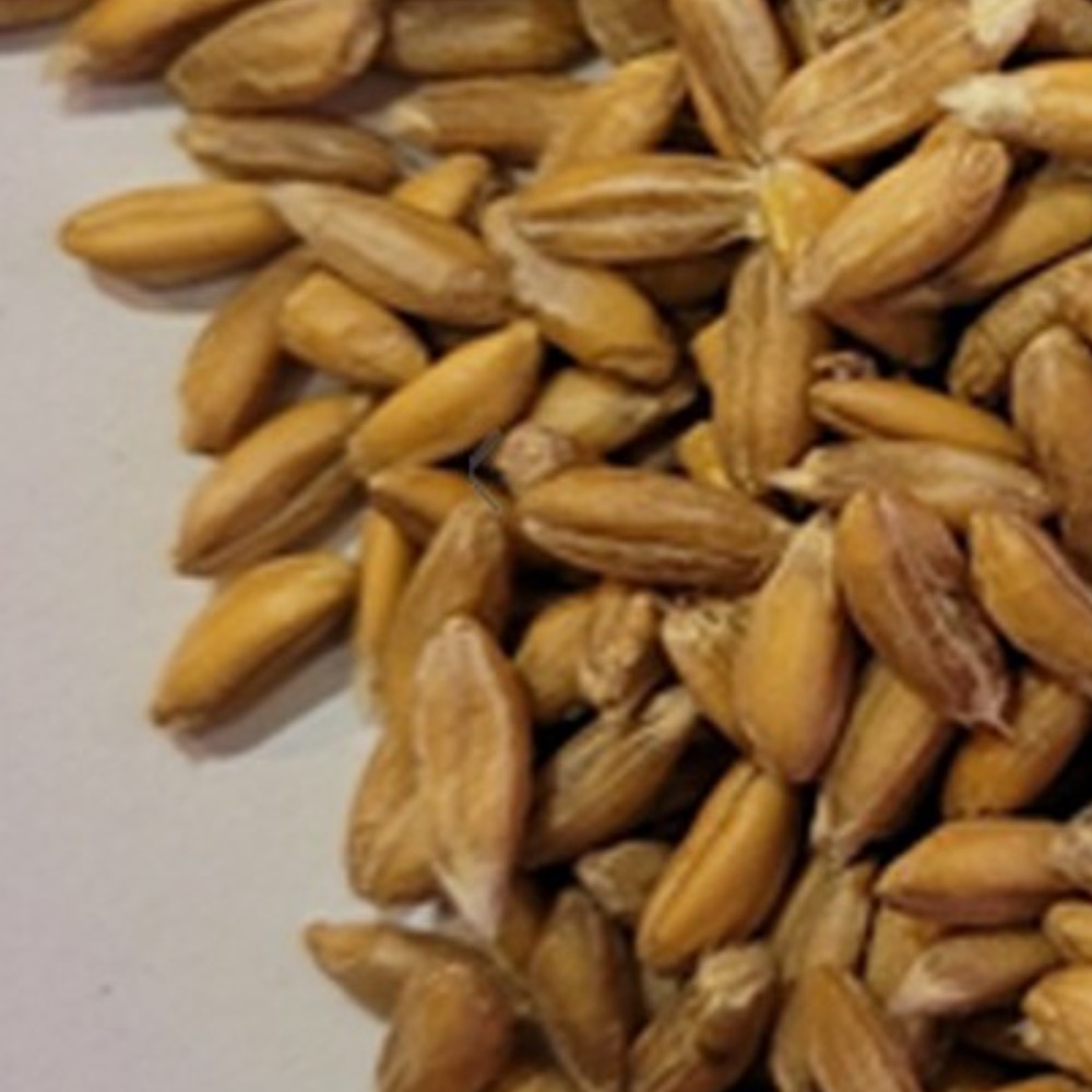 [다온농산] 수입 파로 FARRO -20Kg- 품질 좋은 이탈리아 파로 엠머밀, 20kg, 1개 146,800원