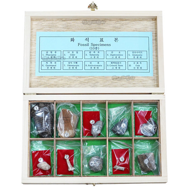 신월 화석표본세트 10종 실제화석 삼엽충 암모나이트 암석 80,000원