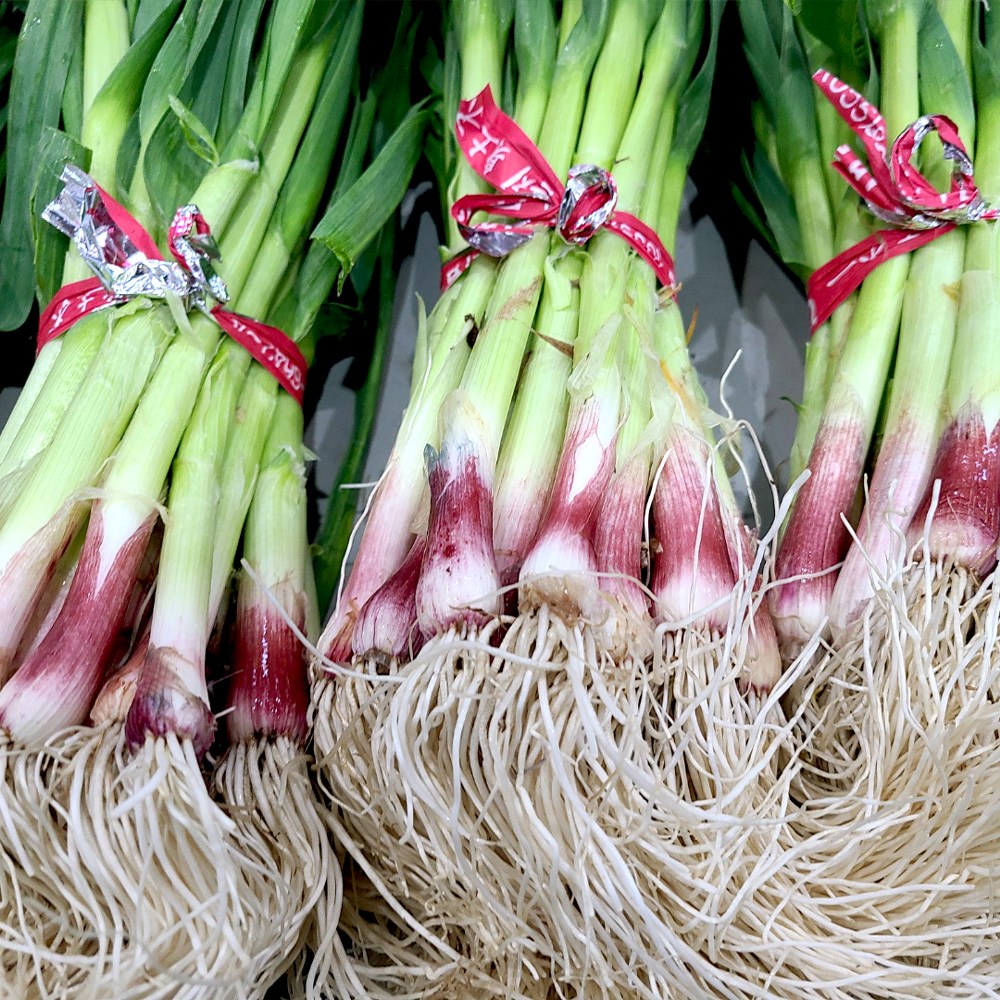남해 제주 햇 노지 풋마늘 잎마늘 1kg내외 한단, 1개, 1kg(1차세척) 15,880원