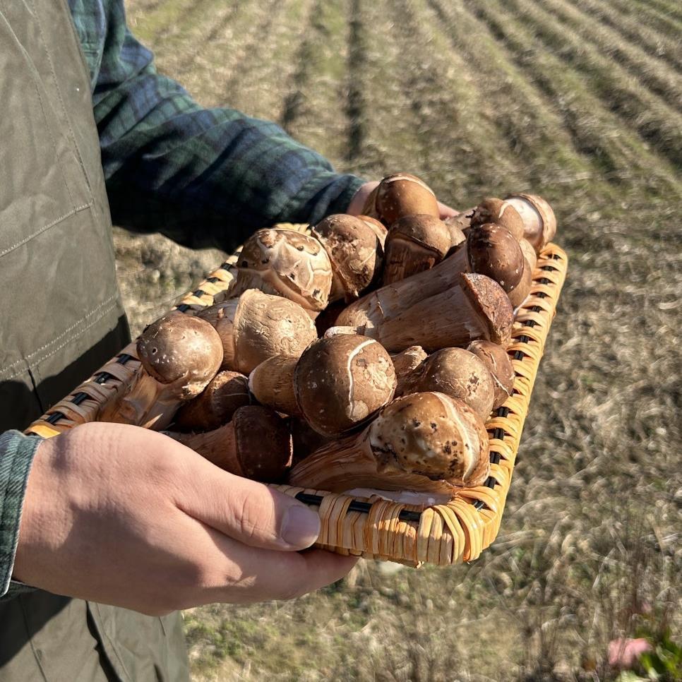 (농가직송) 해풍과 미네랄품은 특등급 생참송이 버섯 1kg (한정수량) 94,320원