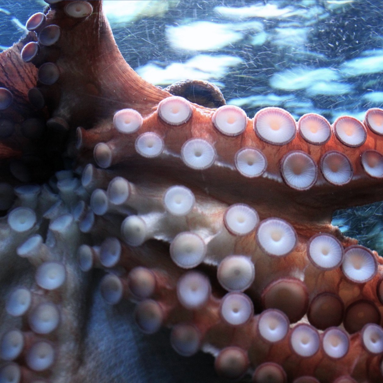 국내산 산지직송 통영 당일조업 자연산 활 돌문어 28,800원