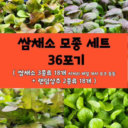 모두다팜 쌈채소 모종 세트 텃밭 모종세트 [ 쌈채소 3종류 (치커리 적치커리 오크 겨자 케일 등등 랜덤 3종+ 상추 2종류 ] 상추 모종 치커리 모종 14,900원