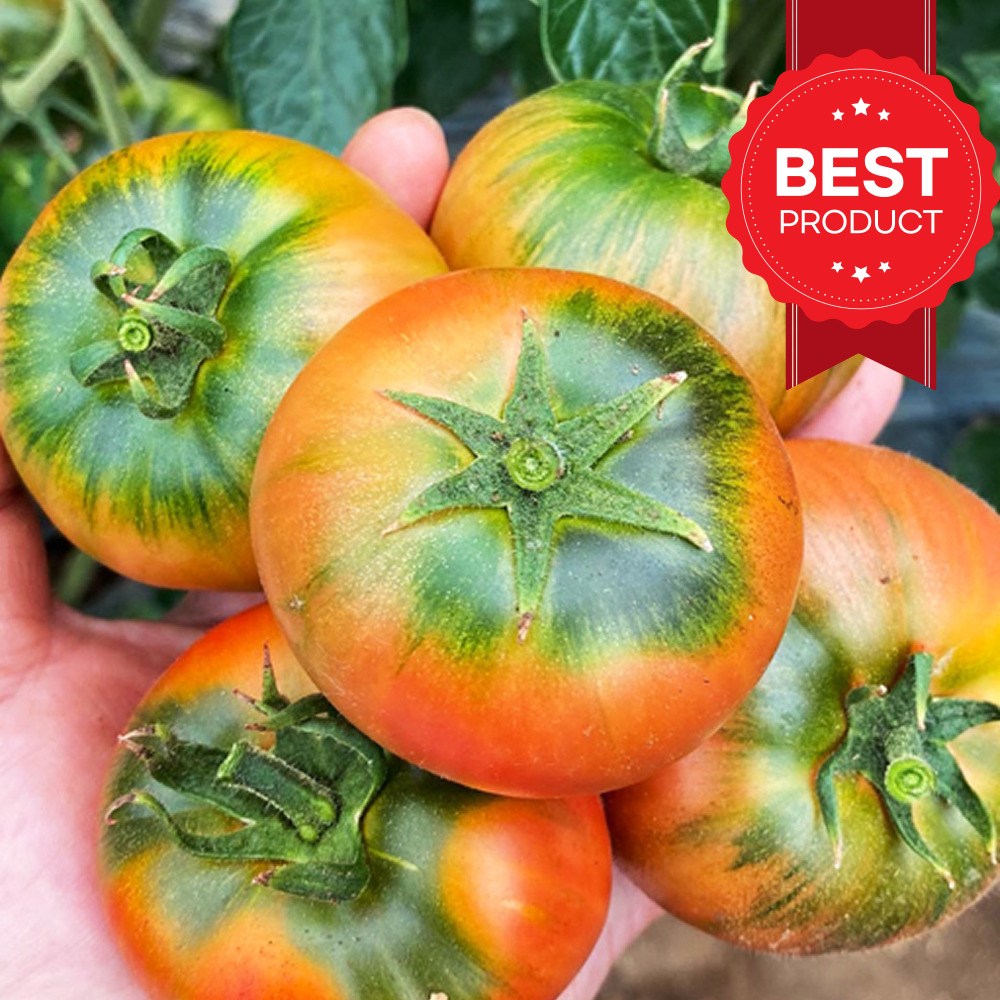 [노마진초초특가] 산지직송 신선보장 짭짤이 대저토마토 9,800원