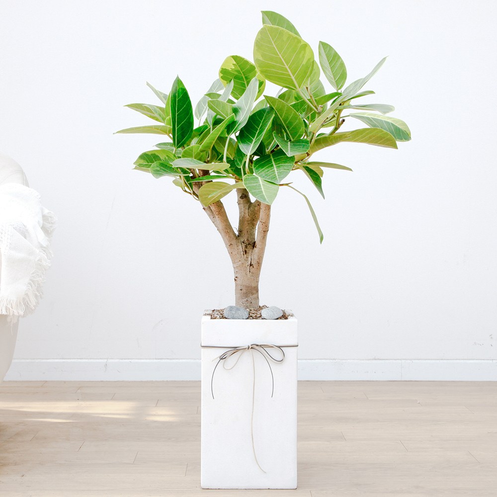 드셀플라워 금전수 돈나무 개업 화분 집들이 선물 승진 사무실 이전 병원 개원 식당 개업식 축하 화분 배달 당일배송 흰색사각 시멘트, 1개, 6.중형_뱅갈고무나무 흰색사각 시멘트 85,000원