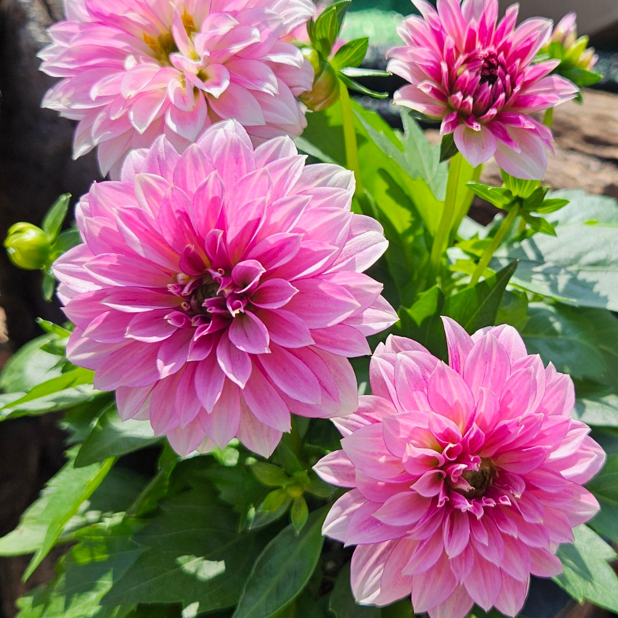 안녕두구동 다알리아 노지월동 구근 다년생 대품 17,500원