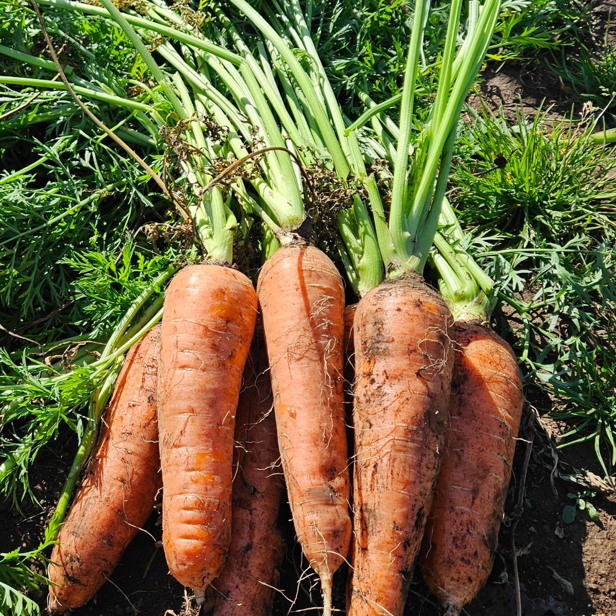 <당일출고> 국내산 제주 구좌 당근 달달 아삭한 햇당근 흙당근, 1박스, 햇당근 특 2kg 7,100원
