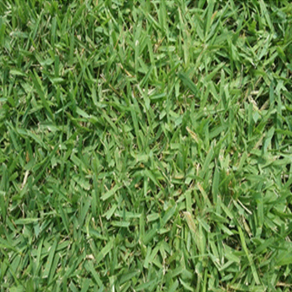 한국롤잔디 40cm 60cm 3장 들잔디 천연잔디 26,100원