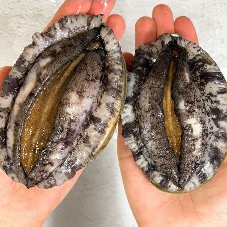 땅끝어부 활 전복 전복 1kg 산소포장 산지직송 99,900원