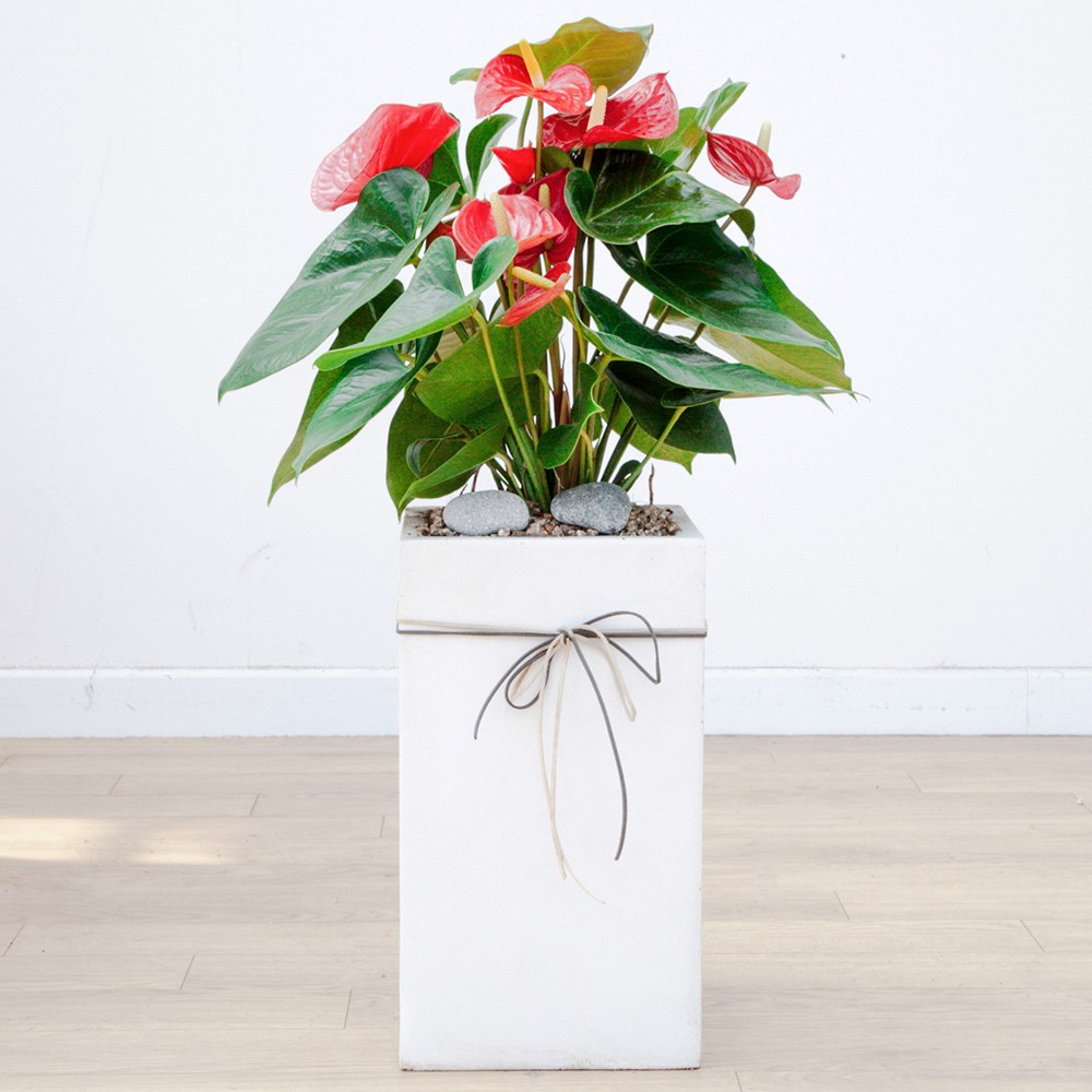 드셀플라워 금전수 돈나무 개업 화분 집들이 선물 승진 사무실 이전 병원 개원 식당 개업식 축하 화분 배달 당일배송 흰색사각 시멘트, 1개, 11.중형_안스리움 흰색사각 시멘트 85,000원