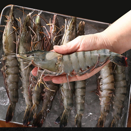 -45도 급속냉동 킹 블랙타이거 새우 선물 캠핑 35,700원