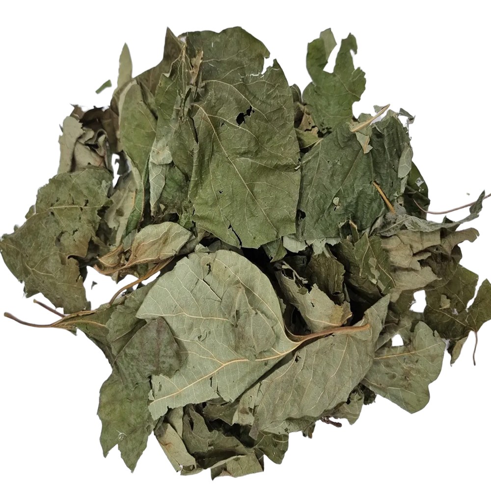 엄선한 생강나무잎(6kg), 6kg, 1개 280,000원