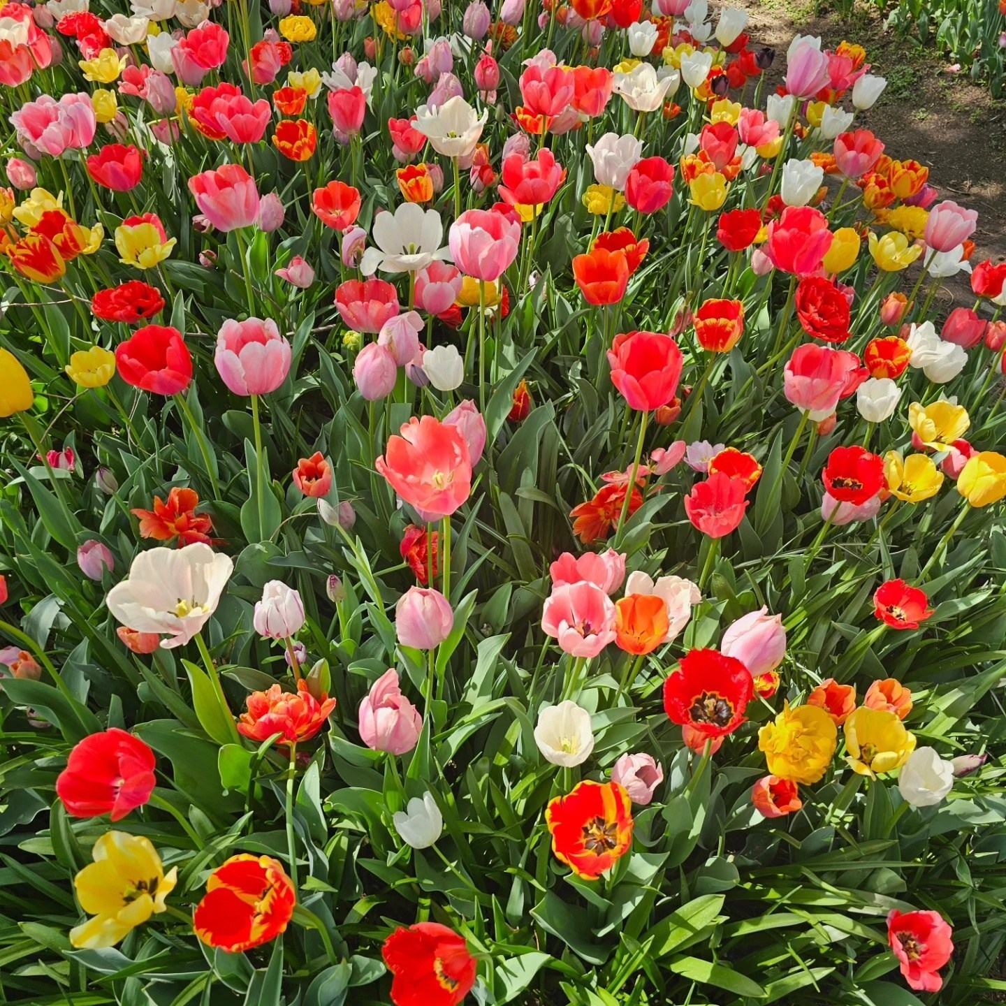 튤립 구근 유럽 직수입 3종 혼합 15개 22,320원