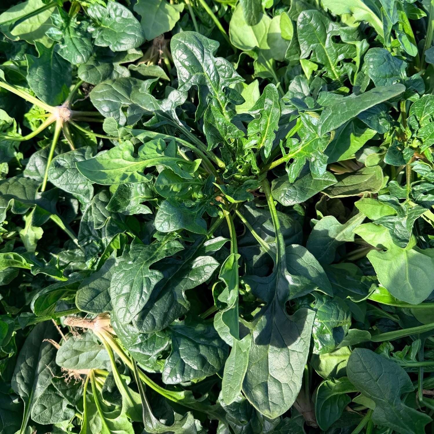 맛통령 남해 시금치 섬초 11,960원