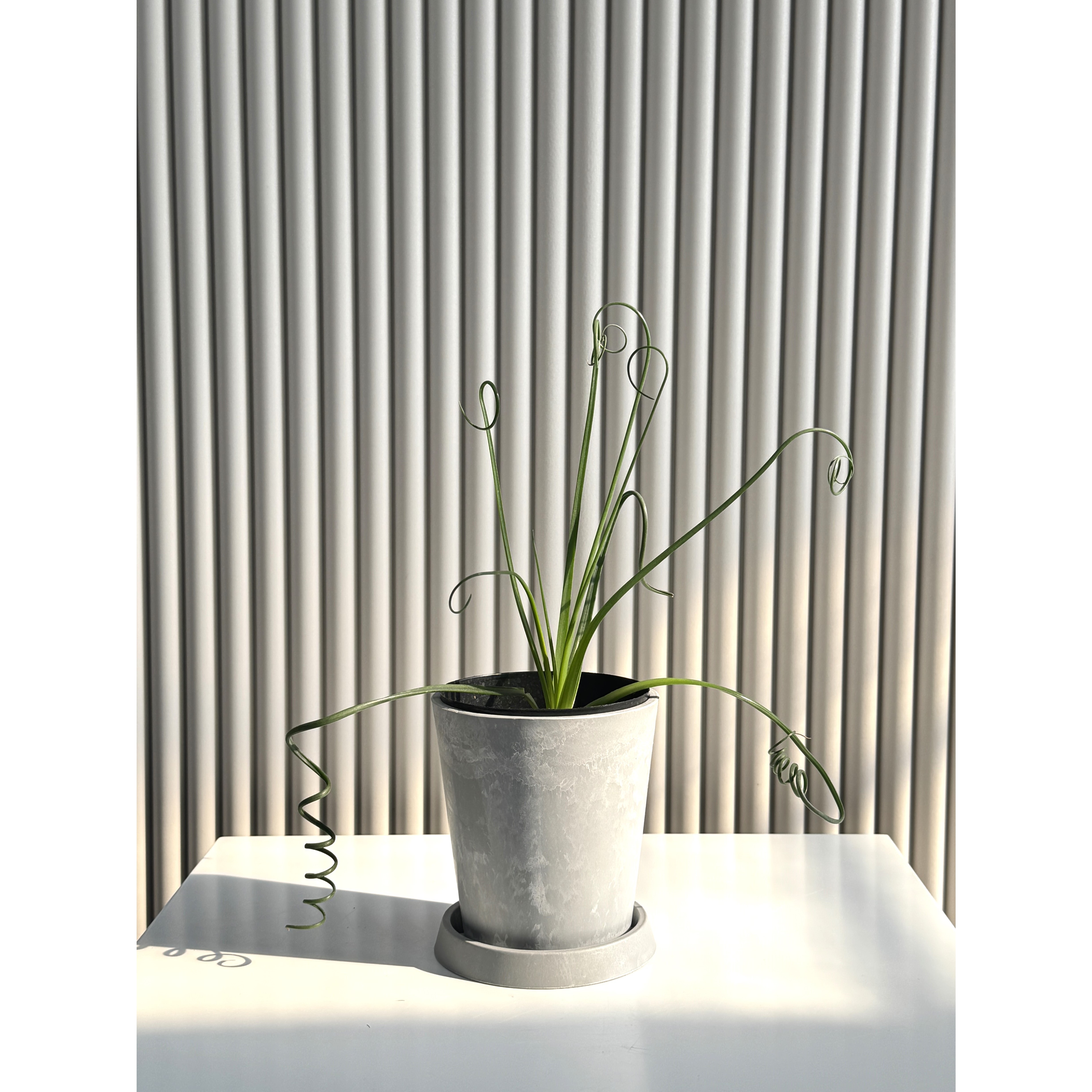 알부카 스피랄리스 꼬불이잎 다육이 구근식물 컬러팟 화분 26,500원