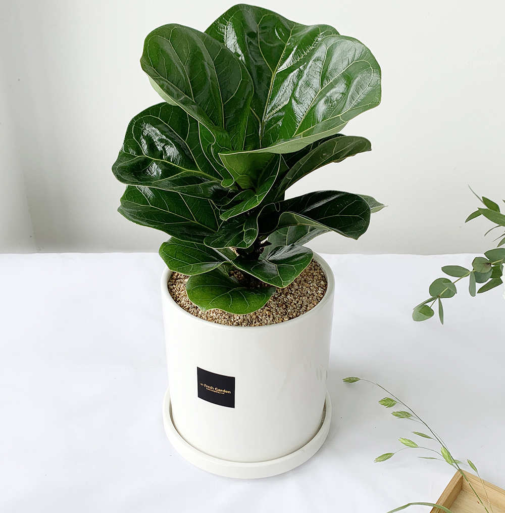 프레시가든 공기정화식물 BFA 떡갈고무나무 세라믹화분, 혼합색상, 1개 35,900원