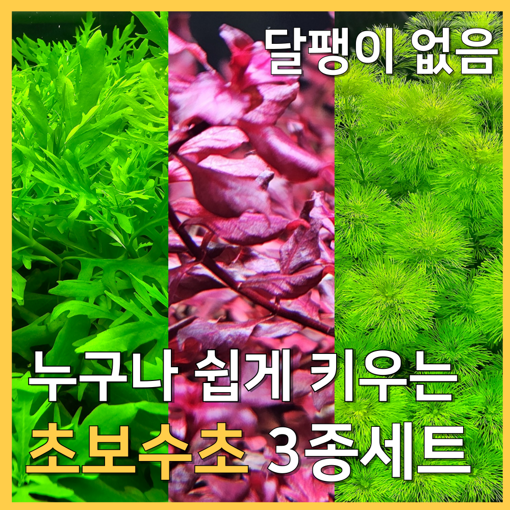 [수초농부] 초보자 수초 3종 암브리아 슈퍼레드 워터위스테리아 13,500원